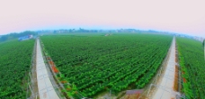 葡萄产业基地全景图片