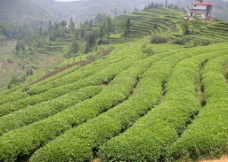 龙须茶生产基地图片